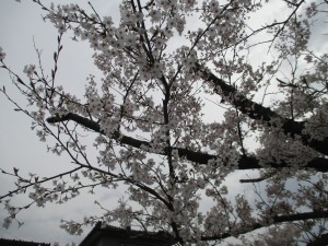 IMG_1314